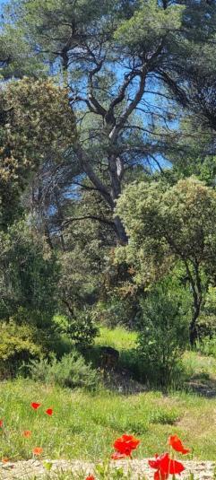 Les Bois De Zola Entre Provence Et Luberon Aparthotel Saint-Esteve-Janson Bilik gambar
